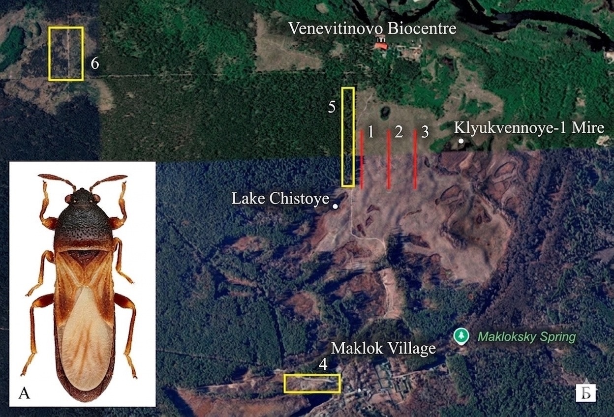             МОЗАИЧНОСТЬ МЕСТООБИТАНИЙ КАК ФАКТОР УСТОЙЧИВОСТИ  ПОПУЛЯЦИИ DIMORPHOPTERUS SPINOLAE (HETEROPTERA, LYGAEIDAE)  В ПРОЦЕССЕ ПОСТПИРОГЕННОЙ СУКЦЕССИИ  В ВОСТОЧНОЕВРОПЕЙСКОЙ ЛЕСОСТЕПИ
    